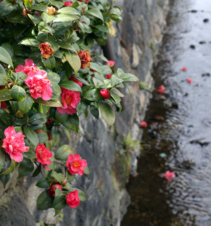 ツバキの落花。